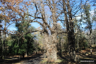 Castagno Pianobello